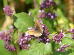 FZ006811 Gatekeeper butterfly (Maniola tithonius).jpg